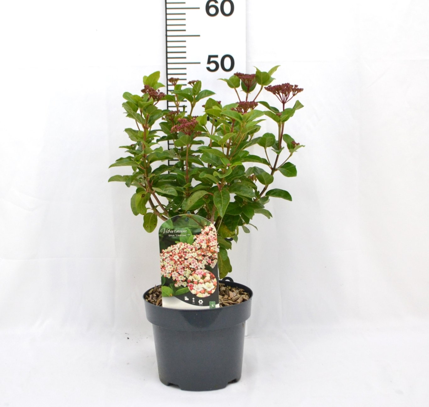 Viburnum tin. 'Lisarose' - C3 20-40 CM